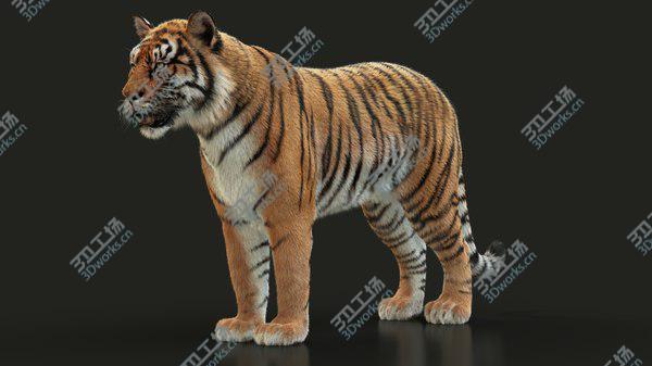images/goods_img/20210312/3D Bengal Tiger RIG XGEN model/4.jpg